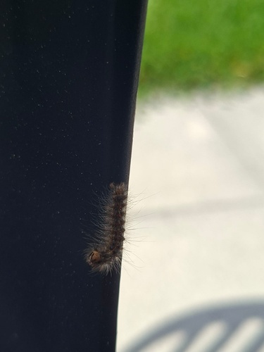 Spongy Moth
