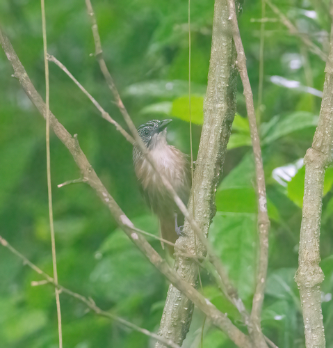 Macronus striaticeps observed 2026-06-05