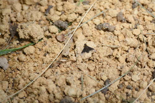 Black Banded Bee Fly