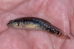 Umbra pygmaea