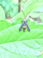 Carmenta pyralidiformis