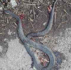 Hierophis viridiflavus