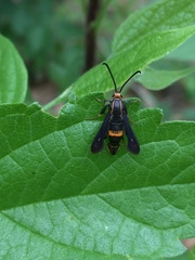 Carmenta pyralidiformis