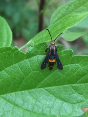 Carmenta pyralidiformis