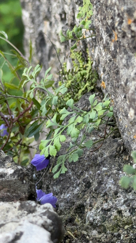 wall-rue