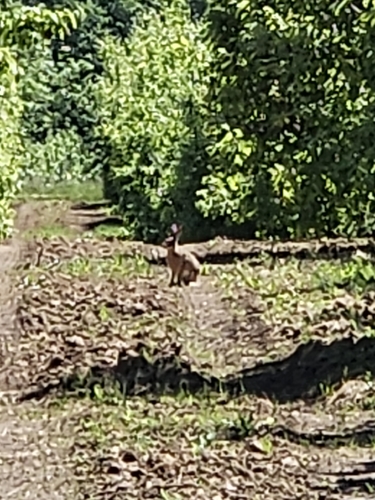 Brown Hare