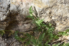 Torilis nodosa