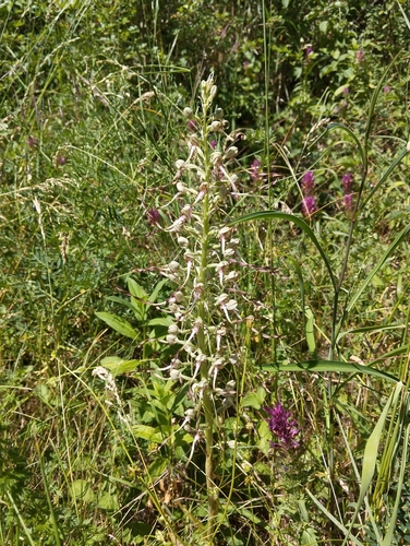 Lizard Orchid