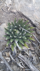 Agave victoriae-reginae