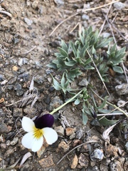 Viola hallii