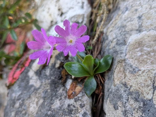 Primula clusiana, photograph 4