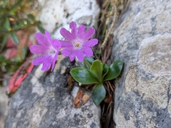 Primula clusiana, photograph (c) Jonáš Gaigr, some rights reserved (CC BY)