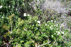 Pimelea nivea