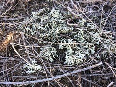 Xanthoparmelia chlorochroa