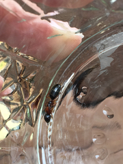 Camponotus clarithorax