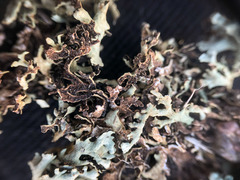 Xanthoparmelia chlorochroa