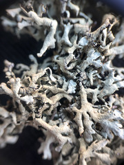 Xanthoparmelia chlorochroa