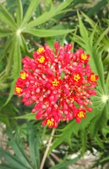 Jatropha multifida