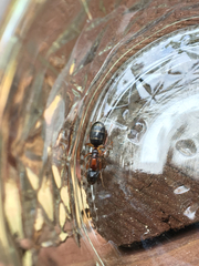Camponotus clarithorax