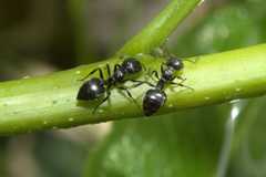 Crematogaster liengmei