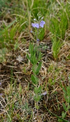 Veronica krylovii