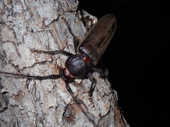 Enaphalodes hispicornis