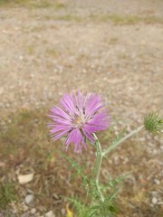 Galactites tomentosus