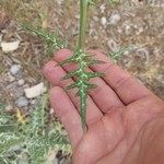 Galactites tomentosus