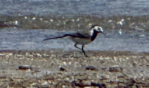 White Wagtail