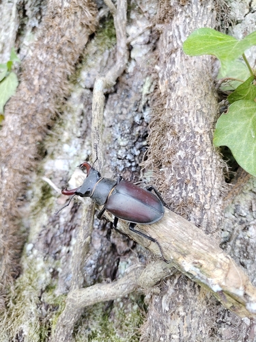 European Stag Beetle