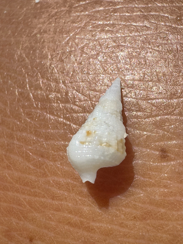 Rhinoclavis sinensis observed 2026-06-05