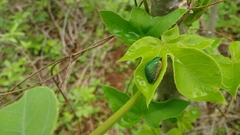Polychalca punctatissima