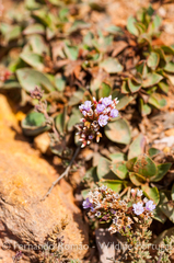 Limonium nydeggeri