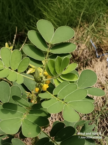 Senna uniflora, photograph 4