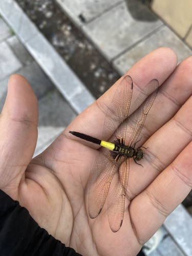 Pied Skimmer
