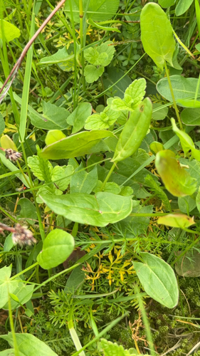 Common Sorrel