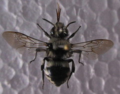 Melecta luctuosa