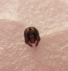 Melecta luctuosa