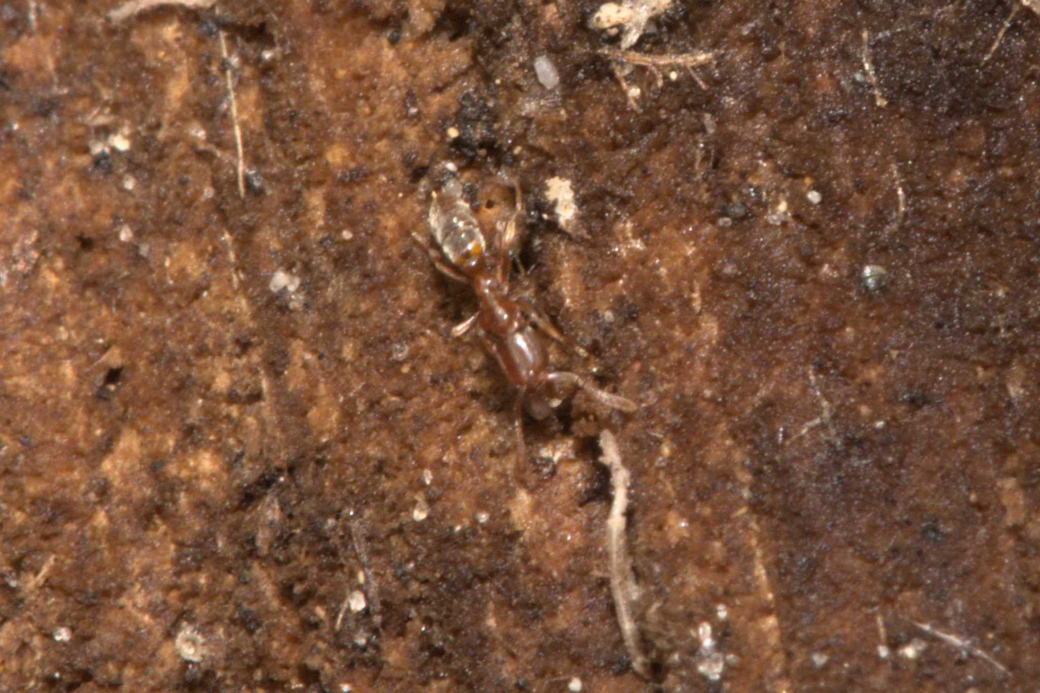 Hypoponera austra