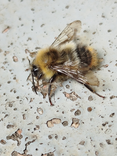 Early Bumble Bee