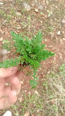 Selaginella convoluta