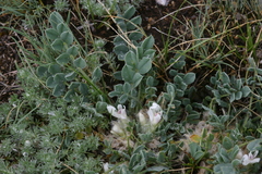 Astragalus hypogaeus