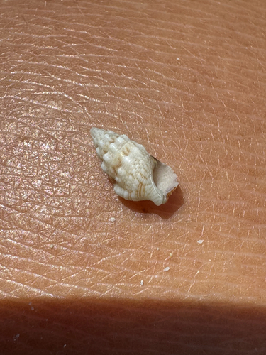 Cerithium atromarginatum observed 2026-06-05