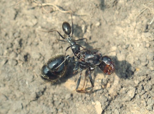 Cataglyphis aenescens