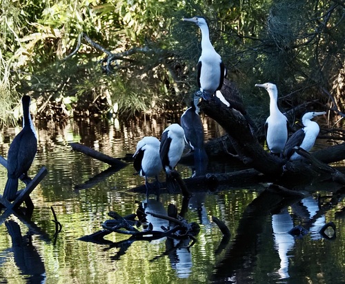 iNaturalist image