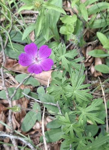 Bloody Crane's-bill