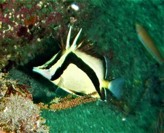 Prognathodes carlhubbsi