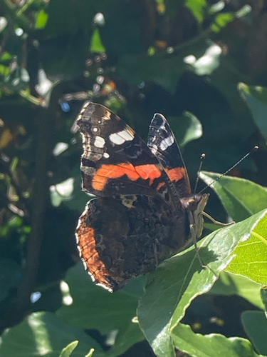Red Admiral