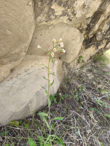bitter fleabane