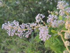 Ceanothus caeruleus